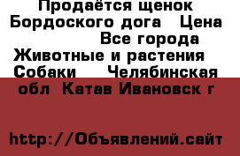 Продаётся щенок Бордоского дога › Цена ­ 37 000 - Все города Животные и растения » Собаки   . Челябинская обл.,Катав-Ивановск г.